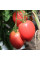 Tomato seeds «King of London»