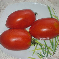 Tomato seeds «Stuffing»