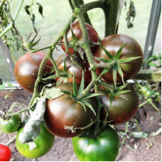 Tomato seeds «Marshmallow in chocolate»