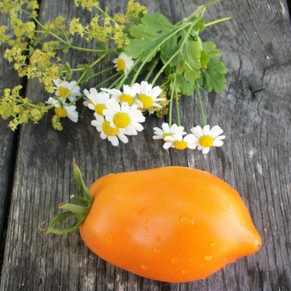 Tomato seeds «Argentine miracle»