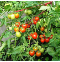 Tomato seeds «Balcony miracle»