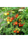 Tomato seeds «Balcony miracle»