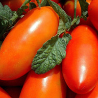 Tomato seeds «Altey»