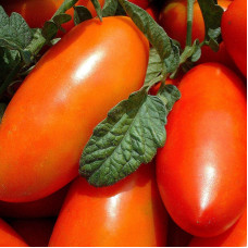 Tomato seeds «Altey»