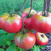 Tomato seeds «Mikado pink»