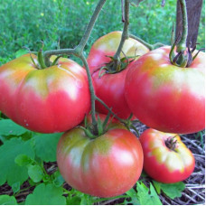 Tomato seeds «Mikado pink»