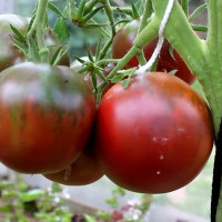 Tomato seeds «Black Prince»