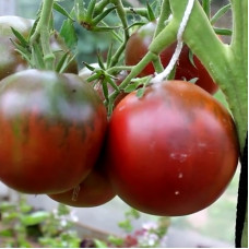 Насіння томату «Чорний принц»