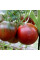 Насіння томату «Чорний принц»