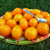 Tomato seeds «World Wonder»