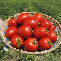 Tomato seeds «Jubilee»