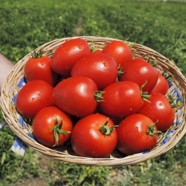 Tomato seeds «Jubilee»