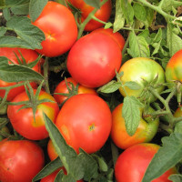 Tomato seeds «Zoreslav»