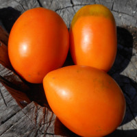 Tomato seeds «Golden Koenigsberg»