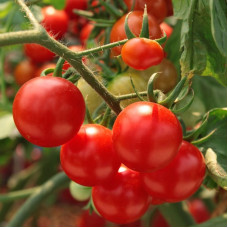 Tomato seeds «Alka»