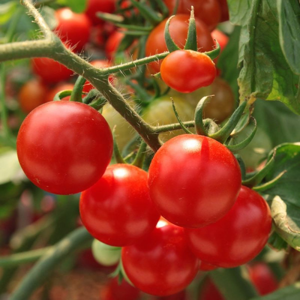 Tomato seeds «Alka»