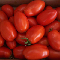 Tomato seeds «Lagidny»