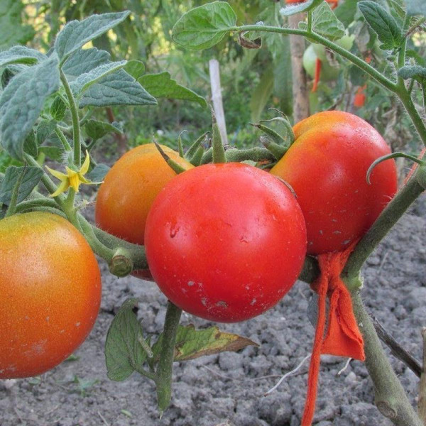 Tomato seeds «Yana»