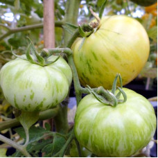 Tomato seeds «White zebra»