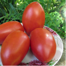 Насіння томату «Удавчик»