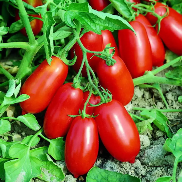 Tomato seeds «Anaconda»