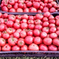 Семена томата «Розовый штамбовый»