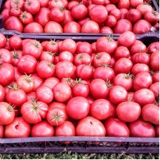 Tomato seeds «Pinkish»