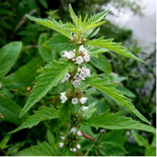 Gipsywort seeds