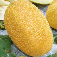 Семена дыни «Алушта»