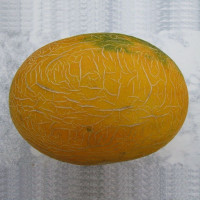 Melon seeds «Gull»