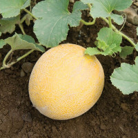 Melon seeds «Idyll»