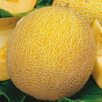 Melon seeds «Lesya»