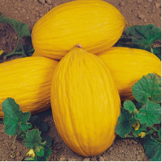 Melon seeds «Rugoso di cosenza»