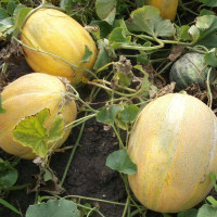 Насіння дині «Дубівка»