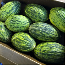Melon seeds «Piel de Sapo»