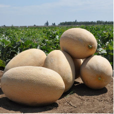 Melon seeds «Raymond» F1
