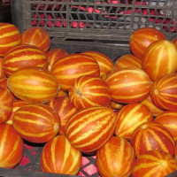 Семена дыни «Подарок дедушки ХоШиМина»