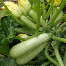 Squash seeds «Graduate»