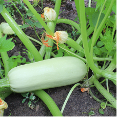 Squash seeds «White-fruited»