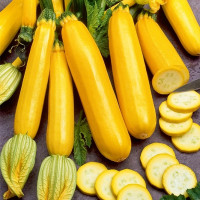 Squash seeds «Zolotynka»