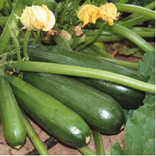 Squash seeds «Aeronaut»