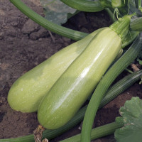 Squash seeds «Acrobat»