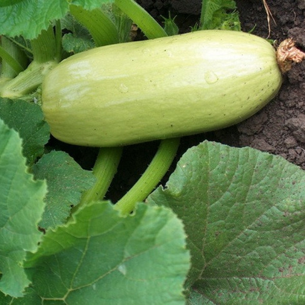 Squash seeds «White bash»