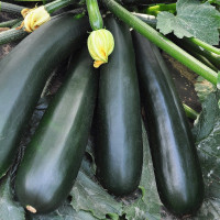 Squash seeds «Black handsome»