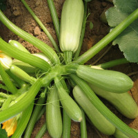Squash seeds «Bush»