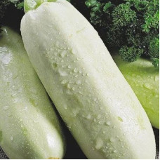 Squash seeds «White Swan»