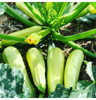 Squash seeds «Haydamaka»