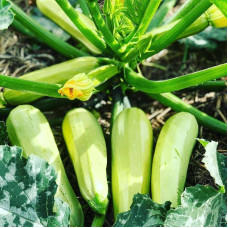 Squash seeds «Haydamaka»