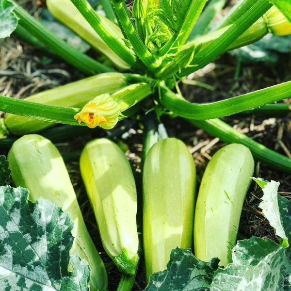 Squash seeds «Haydamaka»