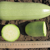 Насіння кабачка «Аскольд»